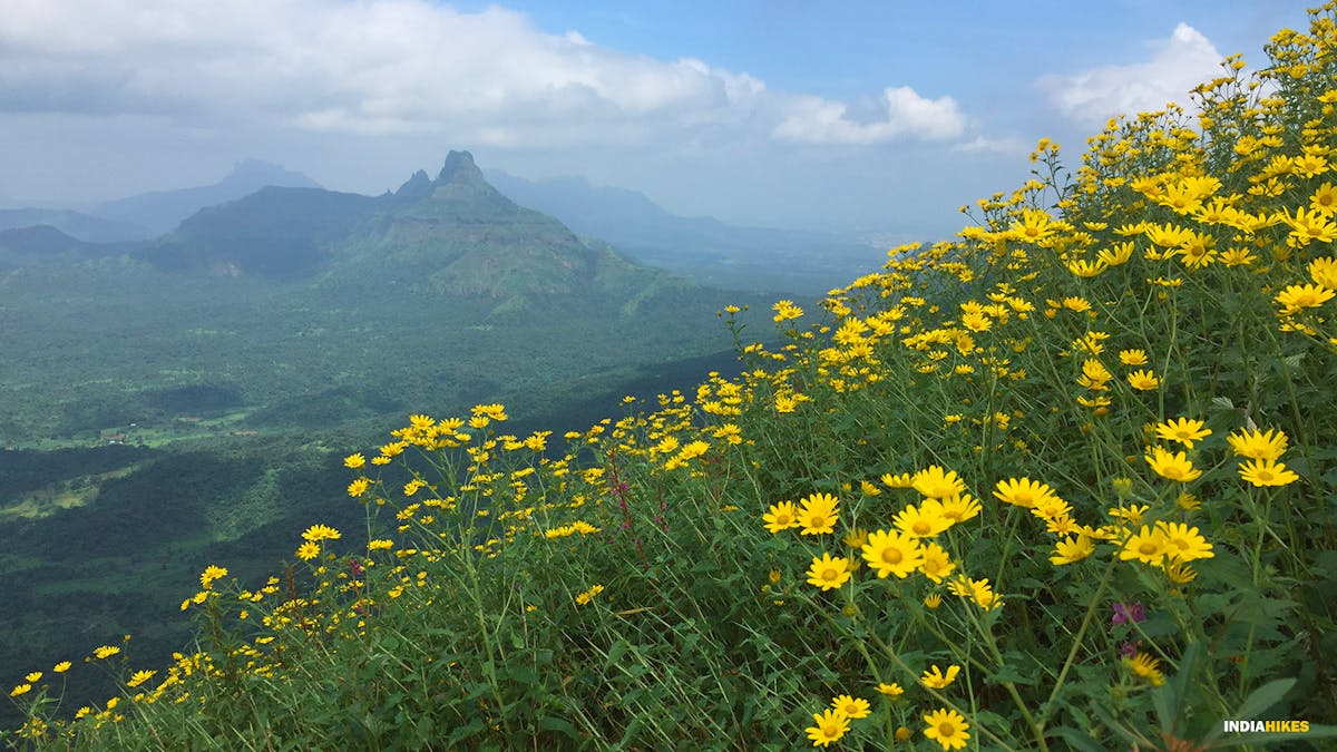 yellow flowers. Peb fort trek. treks in maharastra