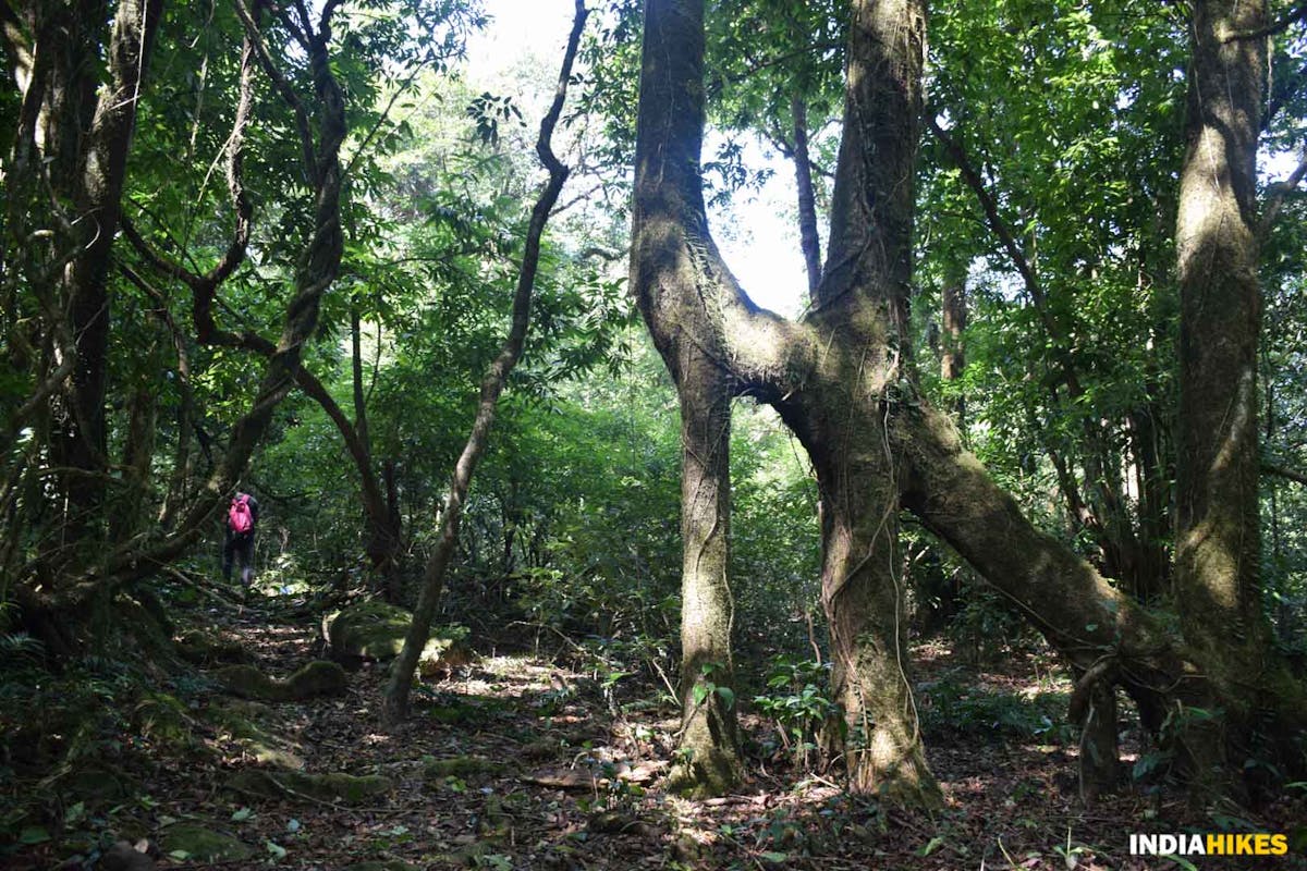 Age-Old Tree - Nokrek National Park -  Indiahikes - Nitesh