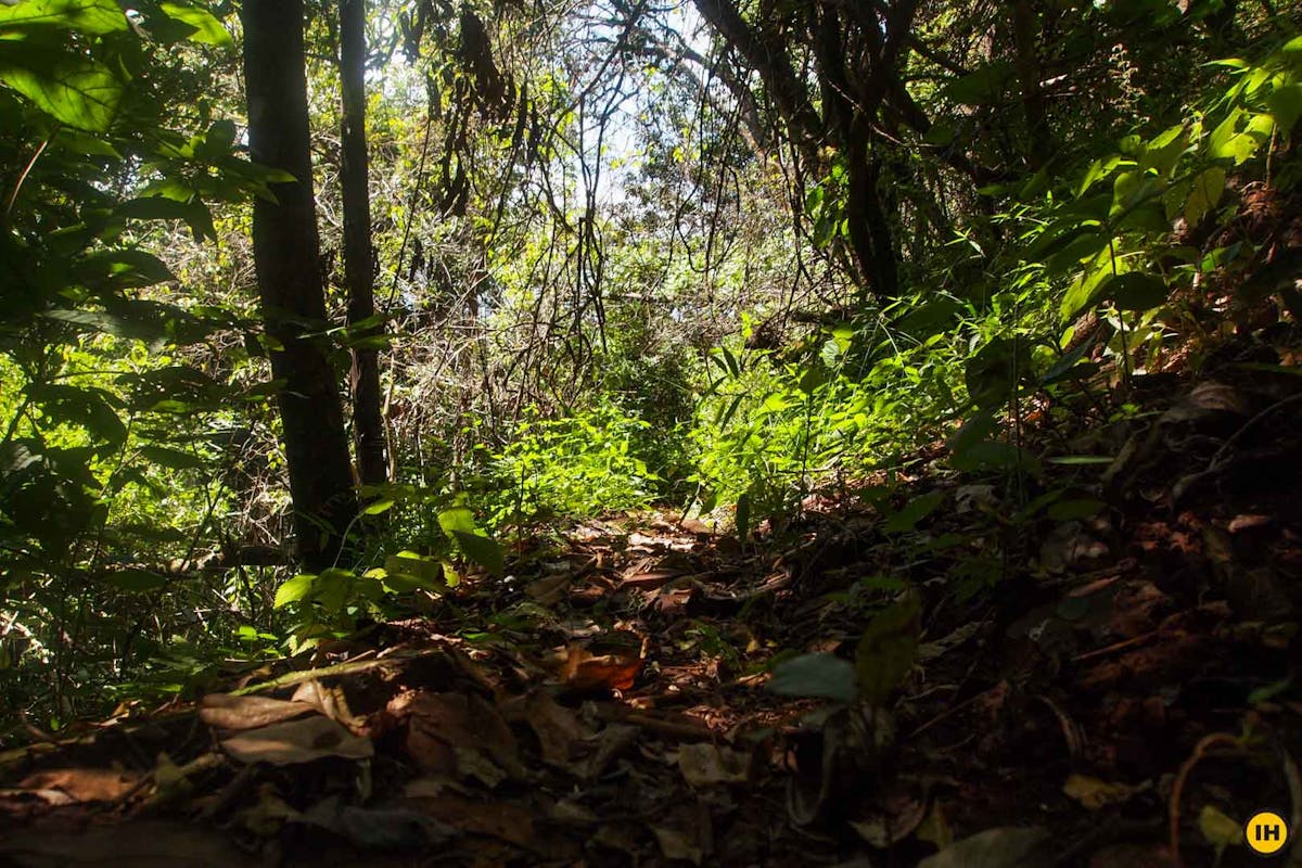 Aane Gudda Trek - Forest Section - Indiahikes - Suhas Saya