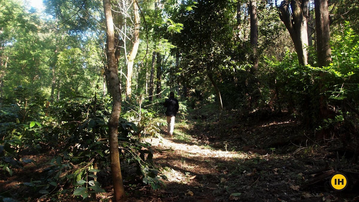 Aane Gudda Trek - Coffee Plantation - Indiahikes - Suhas Saya