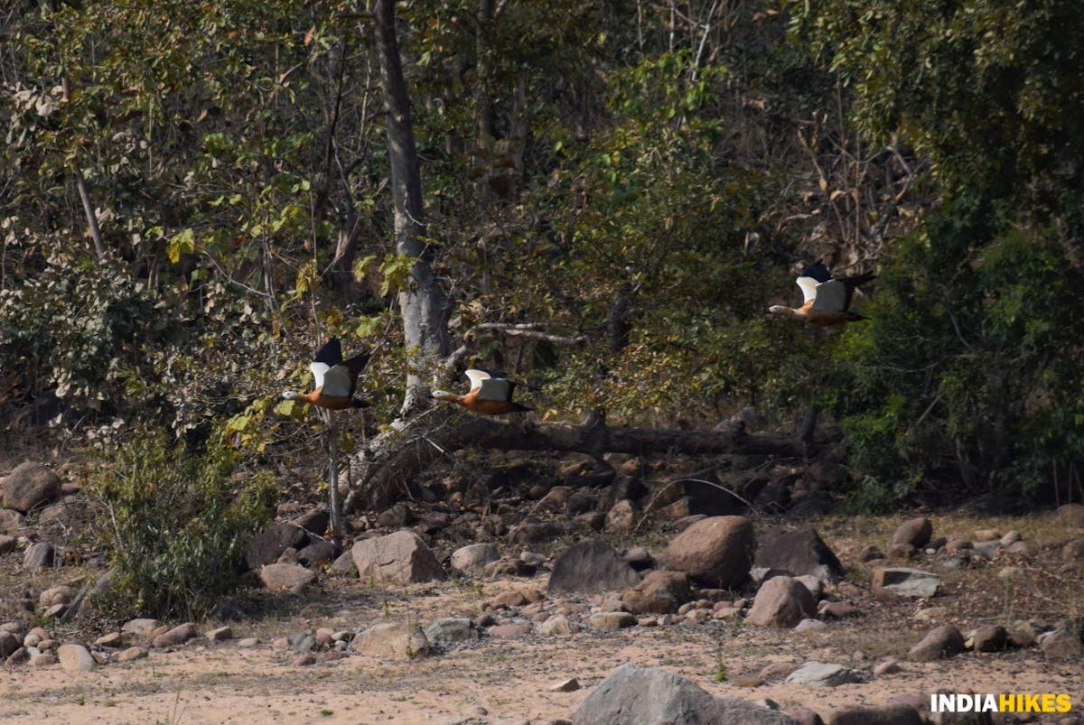 Mallards - indiahikes - Nitesh kumar