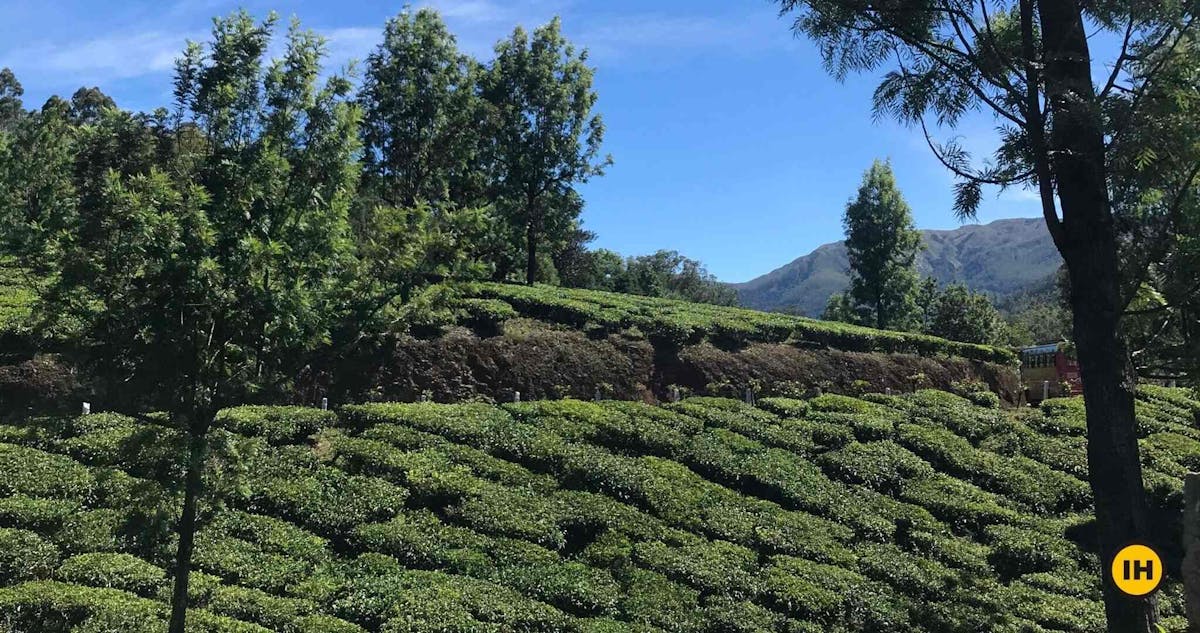 Tea Garden-Munnar Top Sunrise Trek-Indiahikes