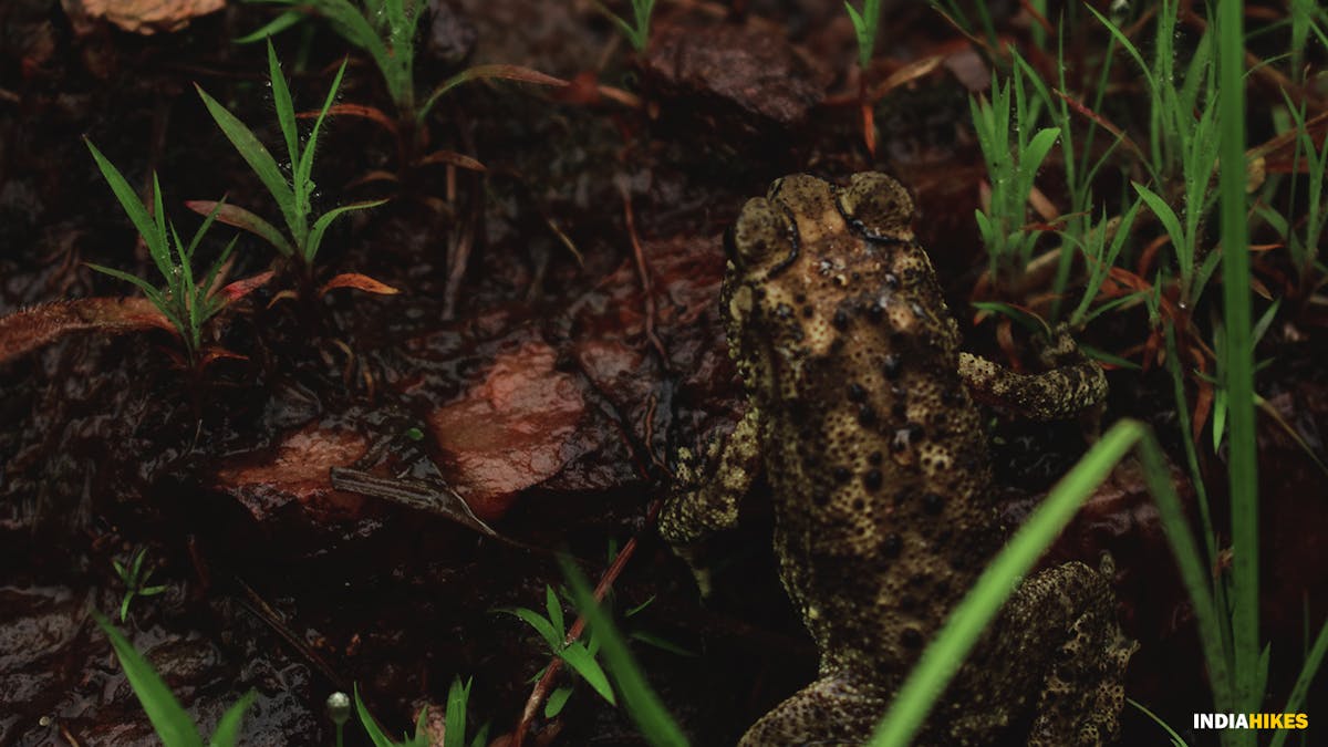 Frog, david scott trek, david scott trail, trekking in meghalaya, treks in meghalaya