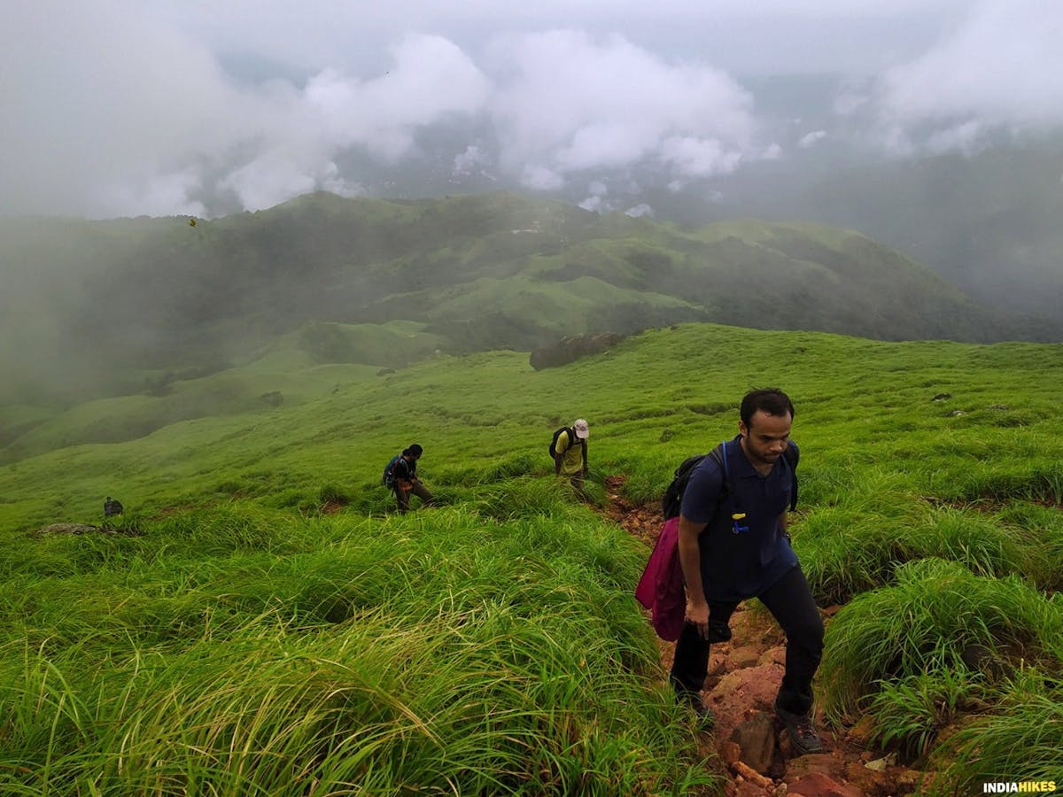 Grasslands, medows, Kumara Parvatha, Indiahikes, Western Ghats treks, Karnataka treks, treks in Karnataka, most difficult trek in the western ghats of Karnataka