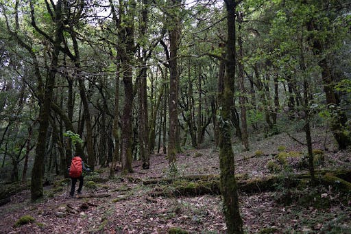 Deoriatal Chandrashila Trek 2023 - The Best Summit Views Out of all Treks