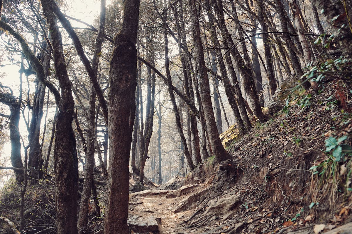 After first clearing-Serolsar lake Trek-Indiahikes-Chirag Manga