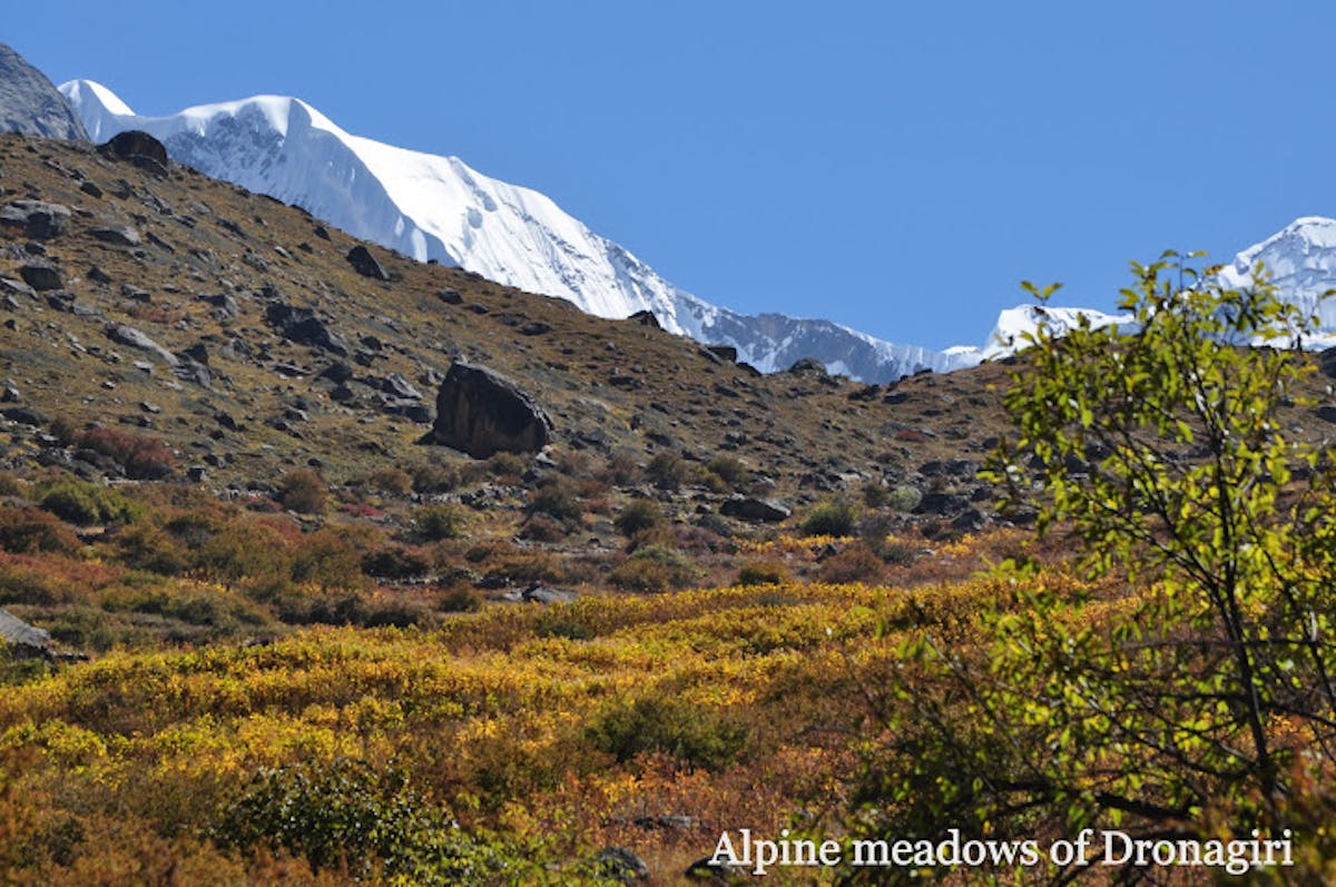 Alpine meadows- indiahikes - indiahikes archive