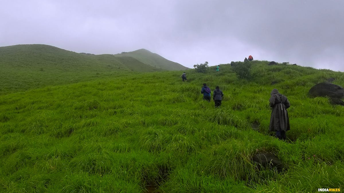 Meadows, grasslands, Kumara Parvatha, Indiahikes, Western Ghats treks, Karnataka treks, treks in Karnataka, most difficult trek in the western ghats of Karnataka