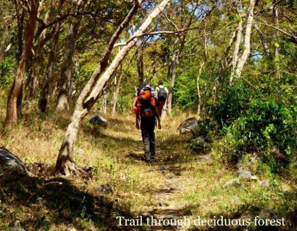Ooty-trek-forests trail-indiahikes-archives