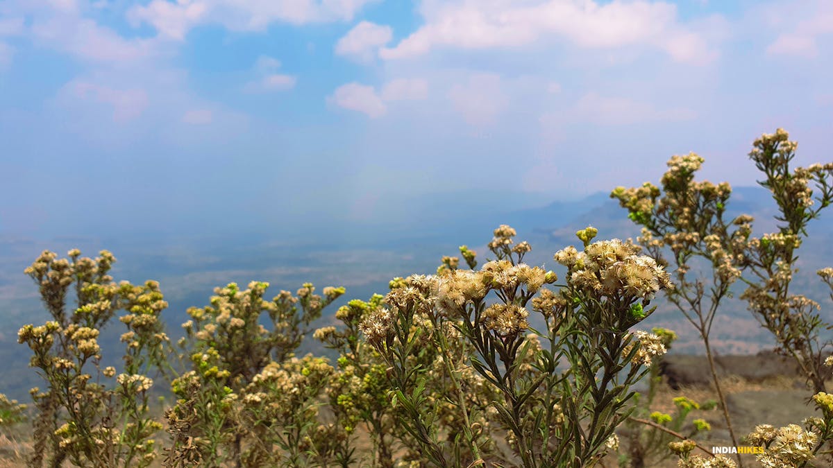 Flora on the Kalsubai Peak trek, Kalsubai Peak Trek, Indiahikes, Treks near Mumbai, highest peak in Maharashtra,treks near Pune, Famous treks in Maharashtra, Sahyadri treks