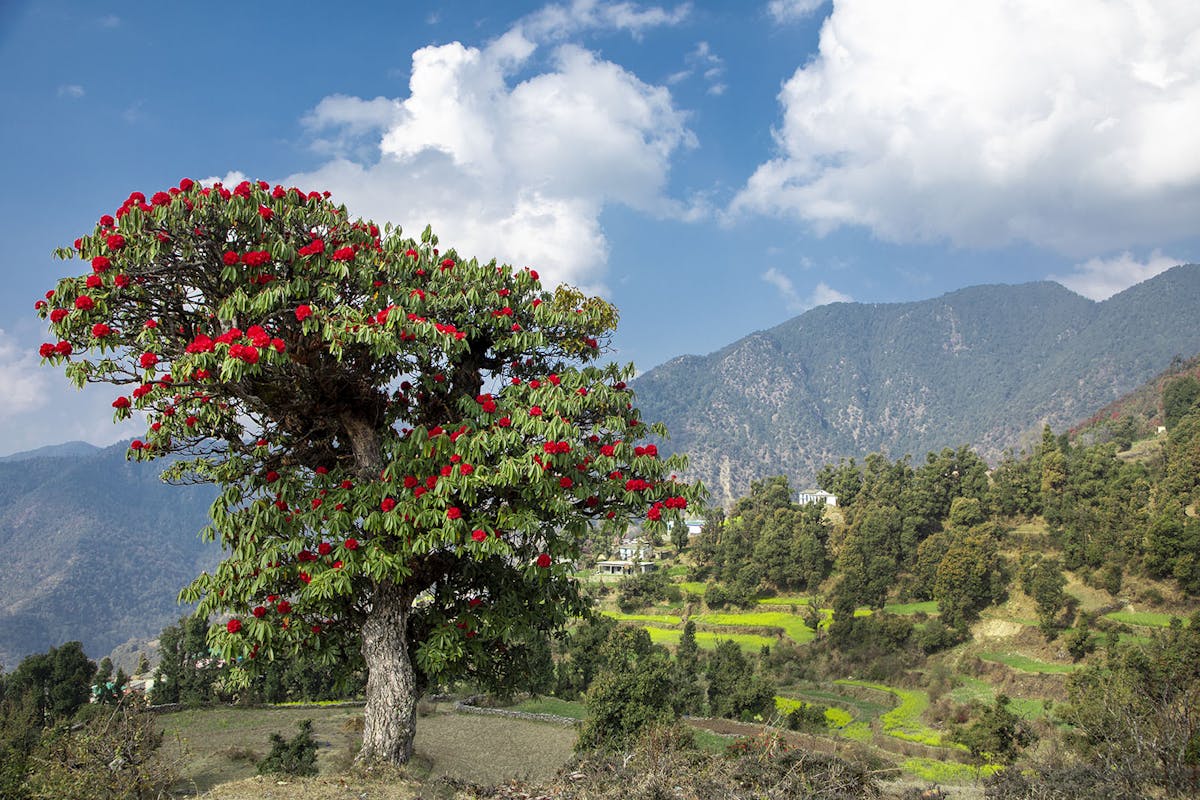 Brahmatal_Indiahikes_Jothiranjan_Rhododendron tree_Spring_