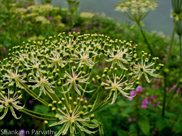 My Trek To Valley Of Flowers   708 Feature Vof 