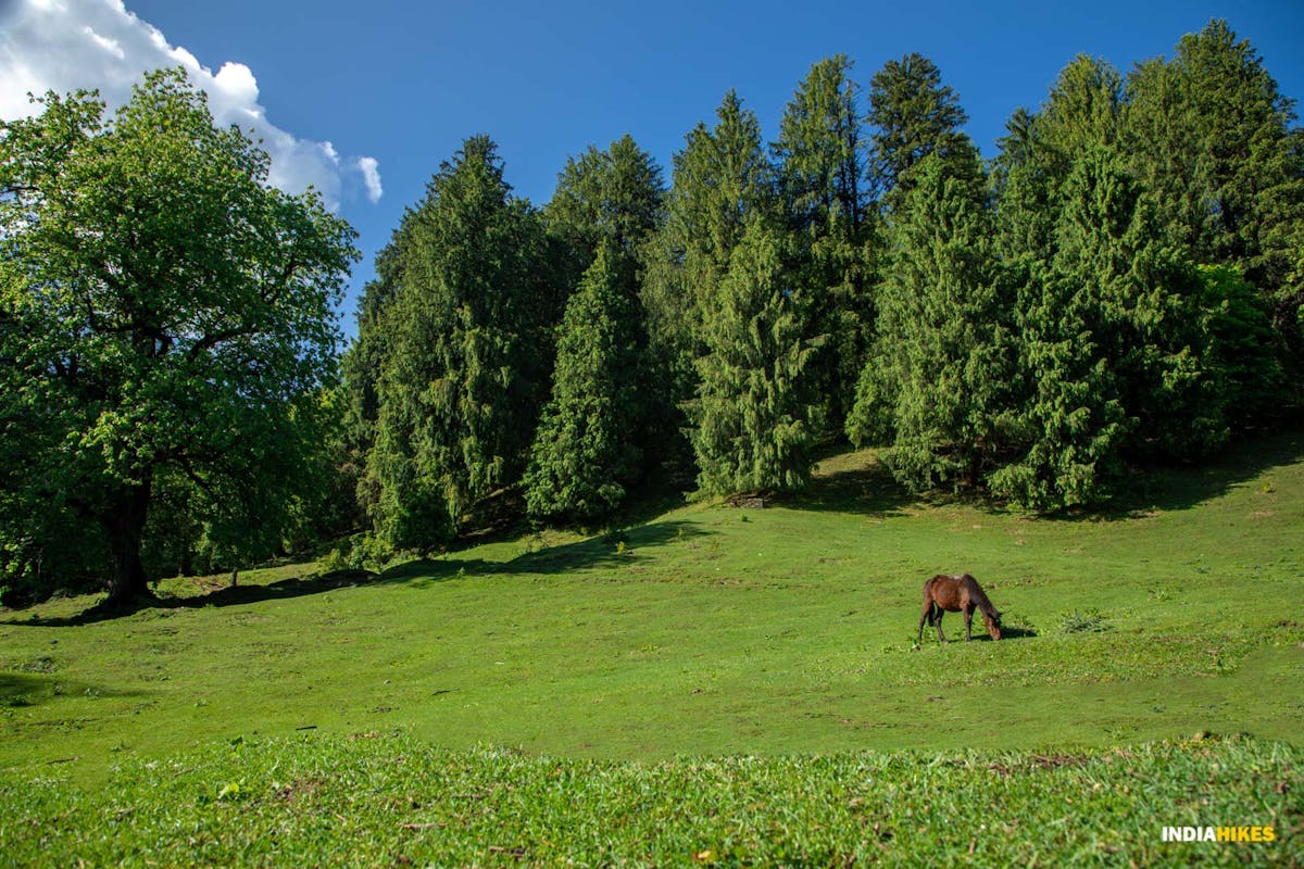 Chandrakhani Pass trek, forest clearings