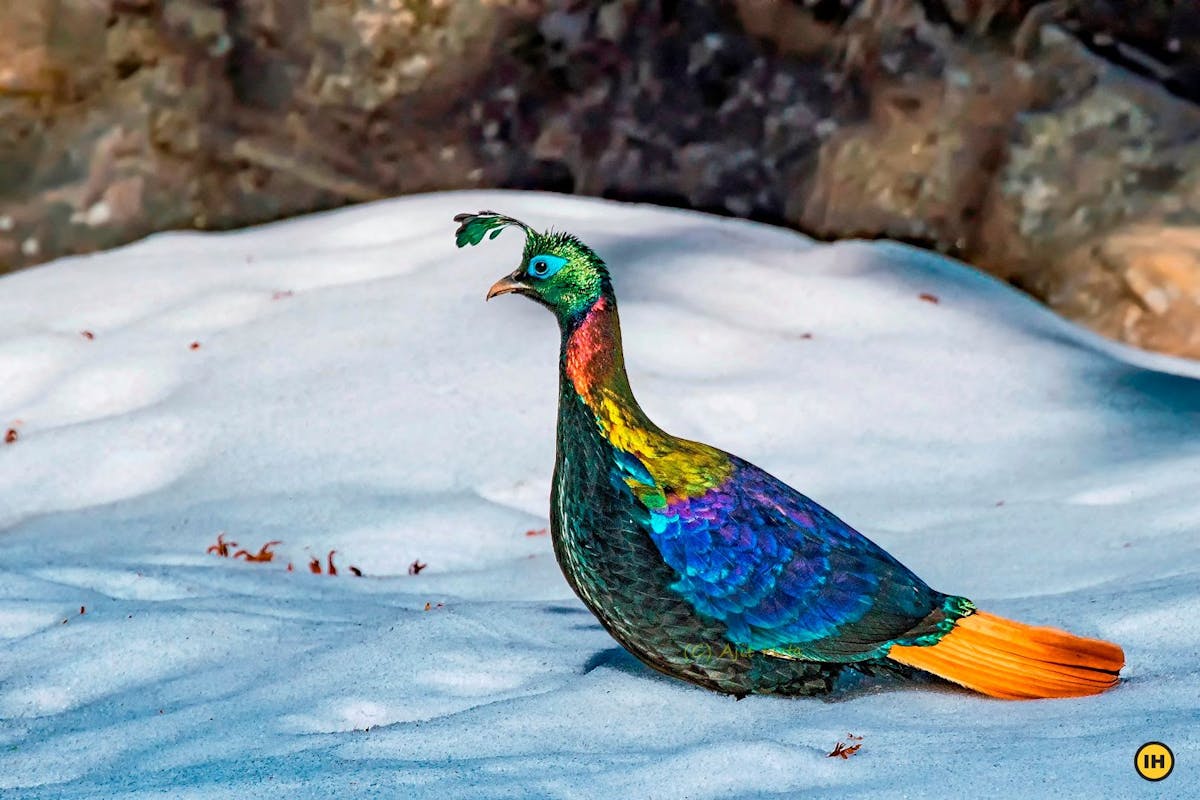 Monal deoriatal chandrashila indiahikes himalayan treks spring treks