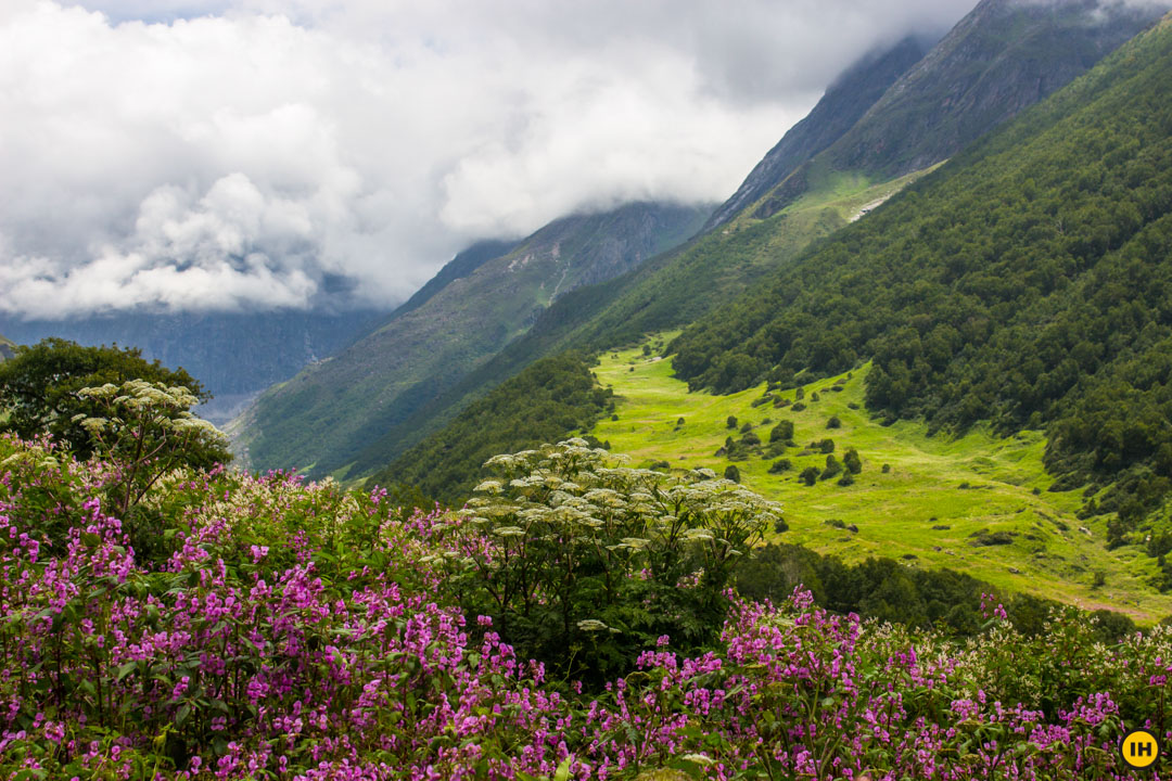 What Is The Best Time To Visit Valley of Flowers - What Nobody Tells You