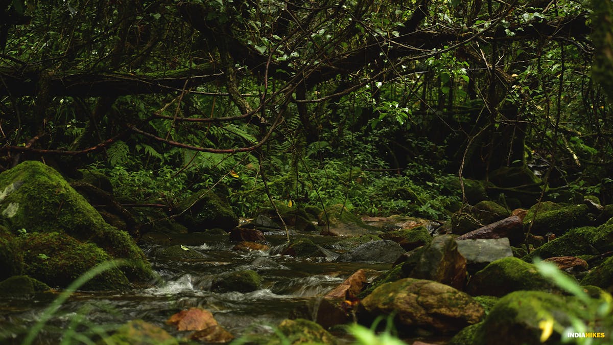 wild streams, david scott trek, david scott trail, trekking in meghalaya, treks in meghalaya