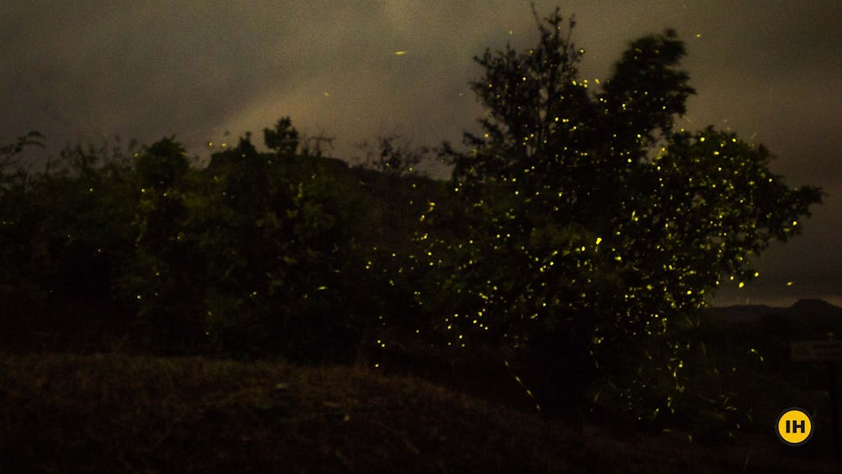Fireflies-Rajmachi-Indiahikes-Deep Thakkar