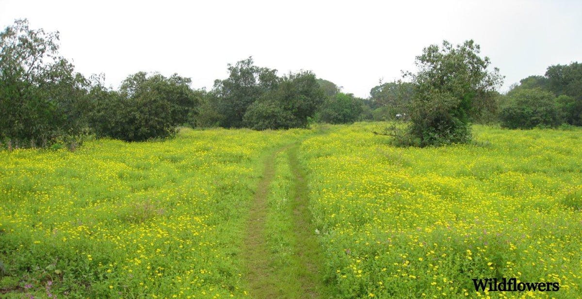 Lonavala Bhimashankar Trek