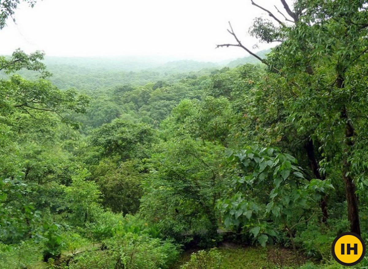 Forest view of Sanjay Gandhi National Park