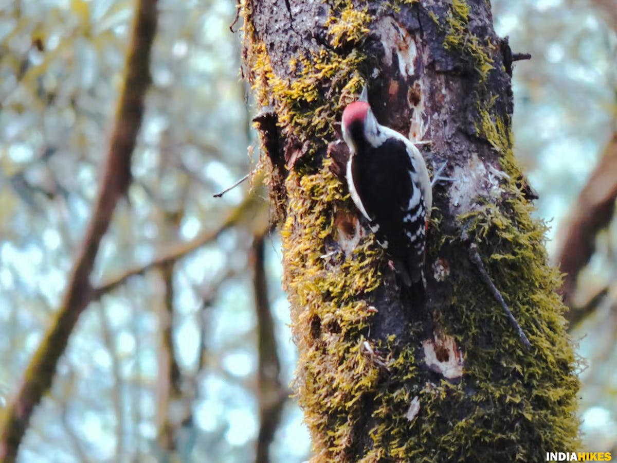 Woodpecker, madmaheshwar trek, buda madmaheshwar trek, treks in Uttarakhand, Uttarakhand treks, Indiahikes, madhya maheshwar temple