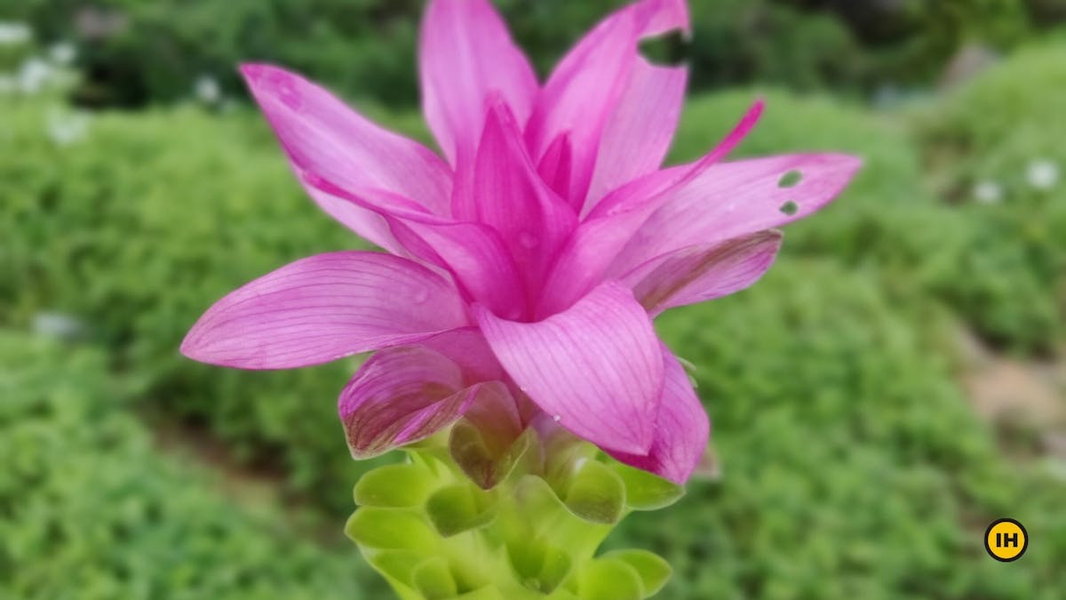 Anjaneri fort trek-Cape York Flower-Indiahikes-Yugant Gurav