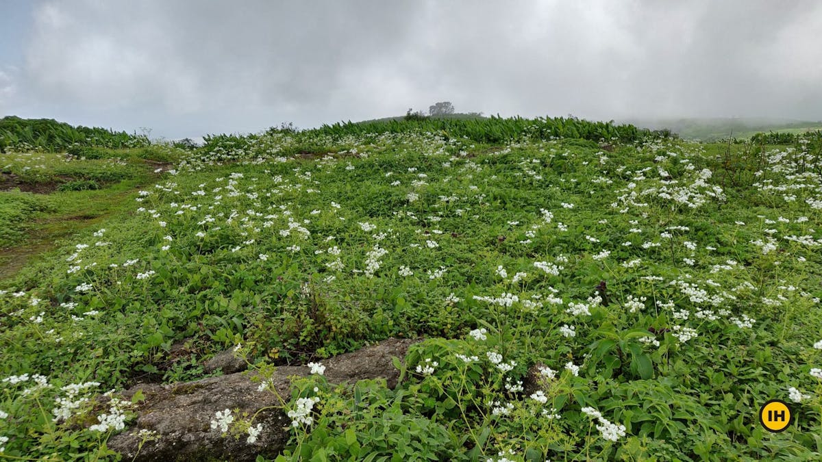 Anjaneri fort trek-Flowers-Indiahikes-Yugant Gurav