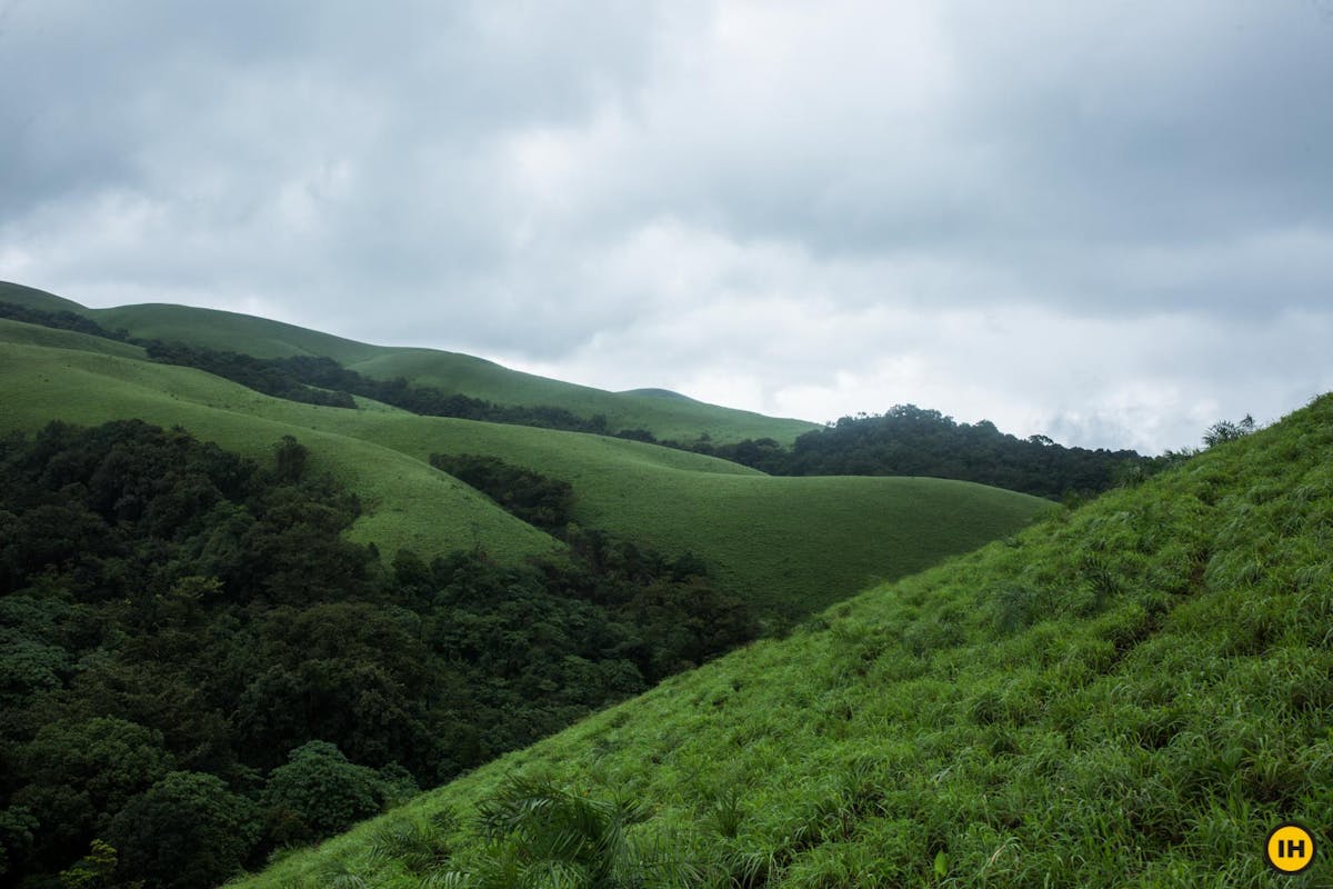 Shola forests, Ballalarayana Durga - Bandaje Arbi trek, western ghats trek, treks in Karnataka, Indiahikes