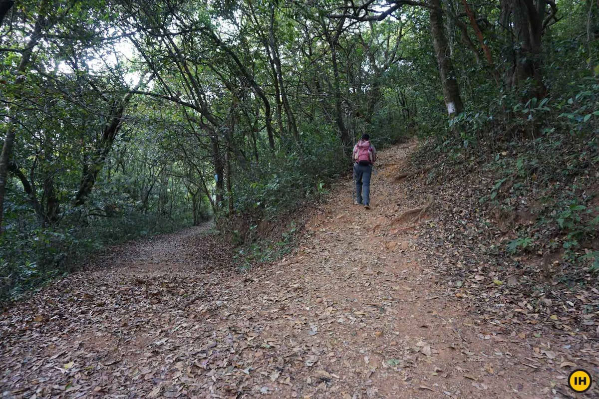 Forest trail, Ballalarayana Durga - Bandaje Arbi trek, western ghats trek, treks in Karnataka, Indiahikes