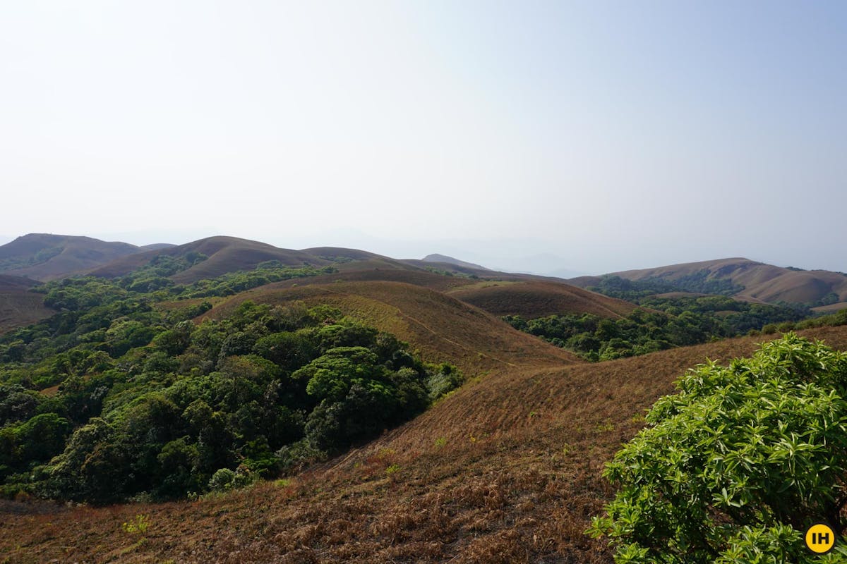 Shola grasslands in winter, Ballalarayana Durga - Bandaje Arbi trek, western ghats trek, treks in Karnataka, Indiahikes