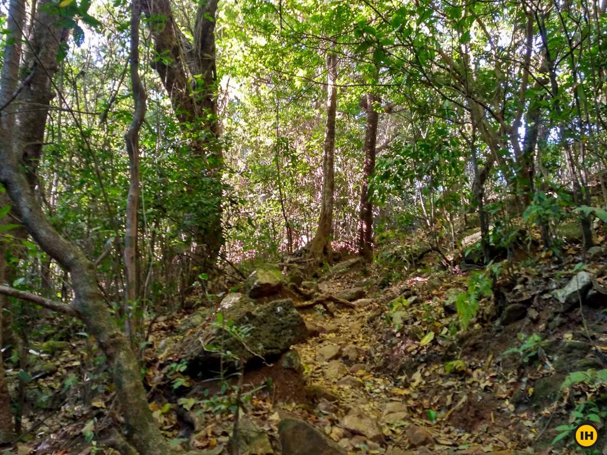 Shola forests, Ballalarayana Durga - Bandaje Arbi trek, western ghats trek, treks in Karnataka, Indiahikes