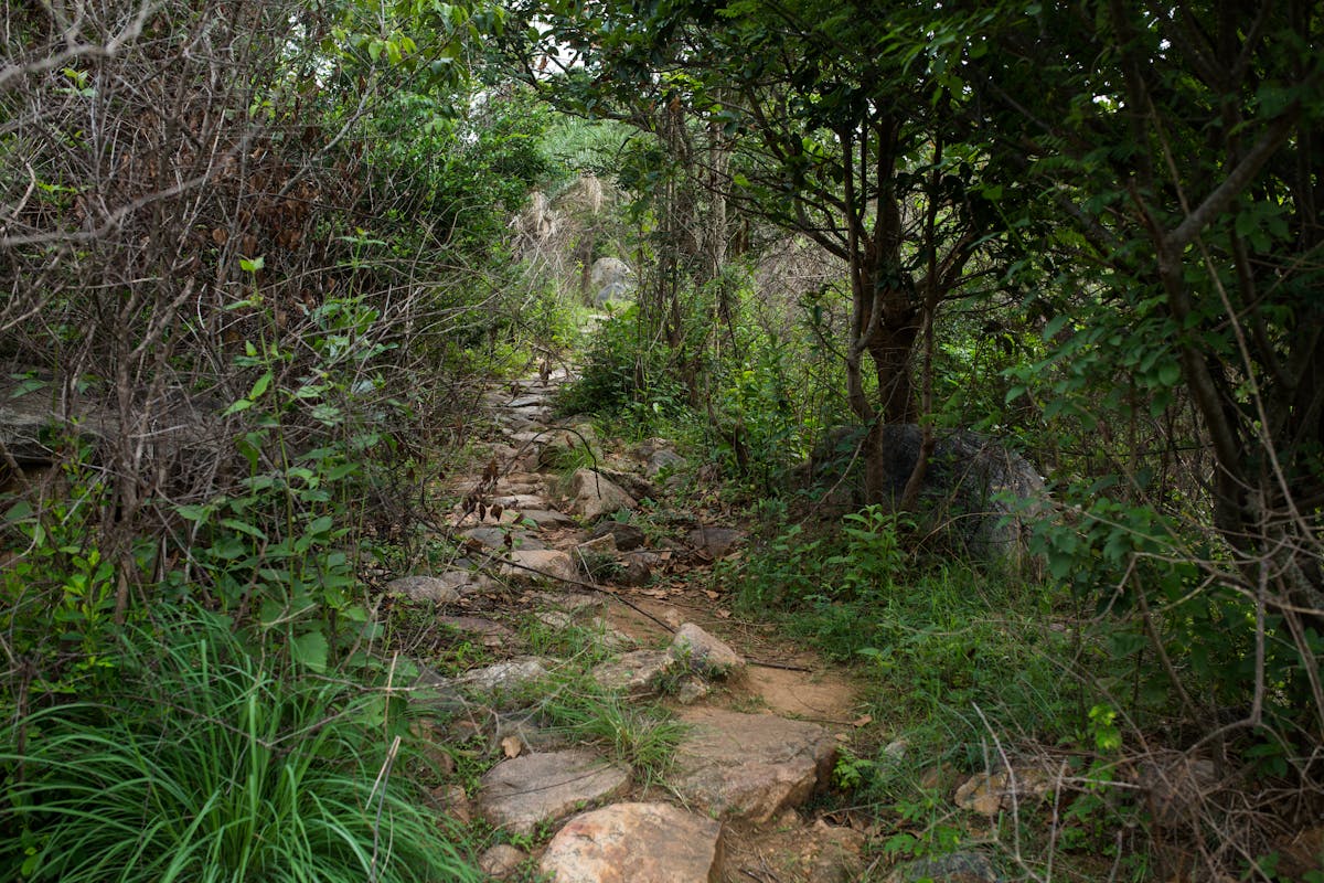 Forest trail-Channagiri-Indiahikes