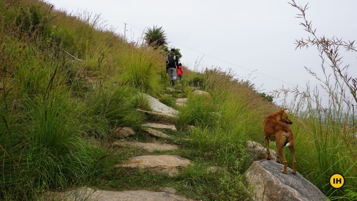 Trail - Harihara Betta Trek - Indiahikes