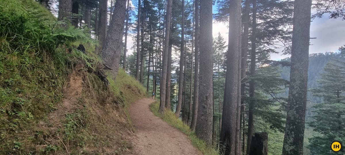 Forest-Walk-Seoj-Dhar-Indiahikes