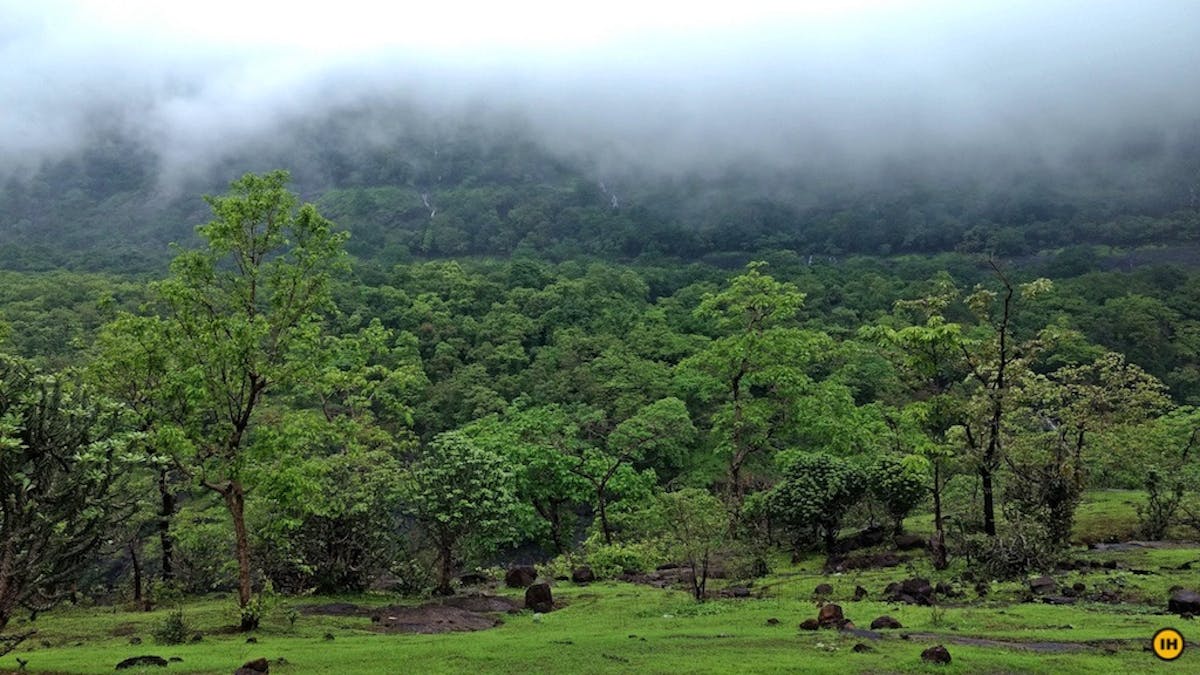 Bhimashankar trek. Meadows on the Ganesh Ghat route.  Treks in Maharastra. IndiaHikes