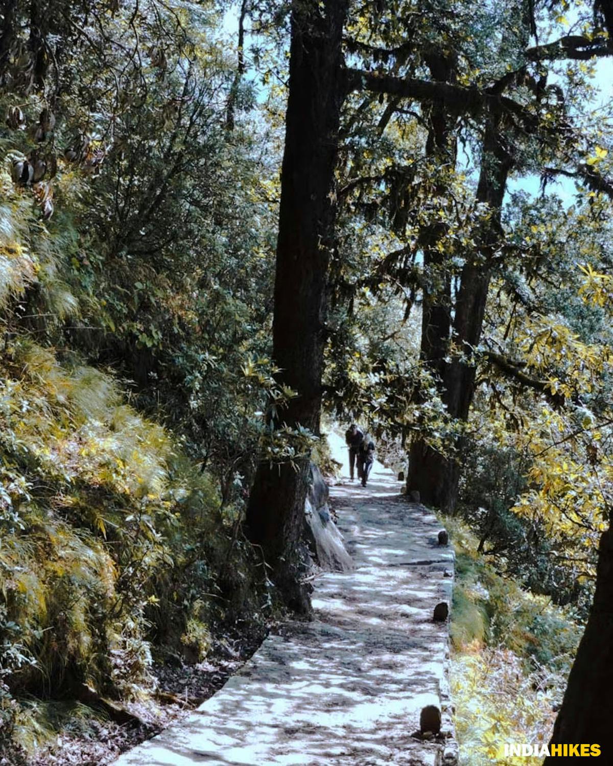 Paved path, madmaheshwar trek, buda madmaheshwar trek, treks in Uttarakhand, Uttarakhand treks, Indiahikes, madhya maheshwar temple