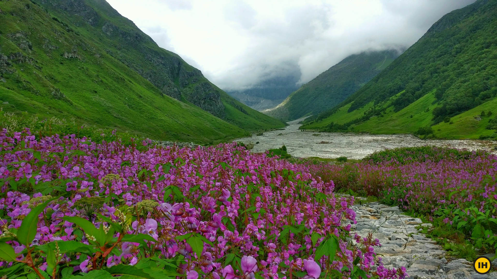 Valley Of Flowers Open To Trekkers From July 1st   89171 Feature ValleyOfFlowers Pavan Jain Blooming Flowers Of The Valley 1 