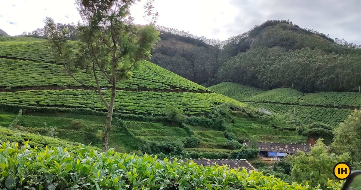 Tea garden-Kolukkumalai-Indiahikes