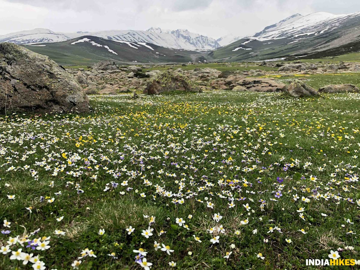 Flower Carpet - Danizab Meadow - Indiahikes - Saliyah Ahmad