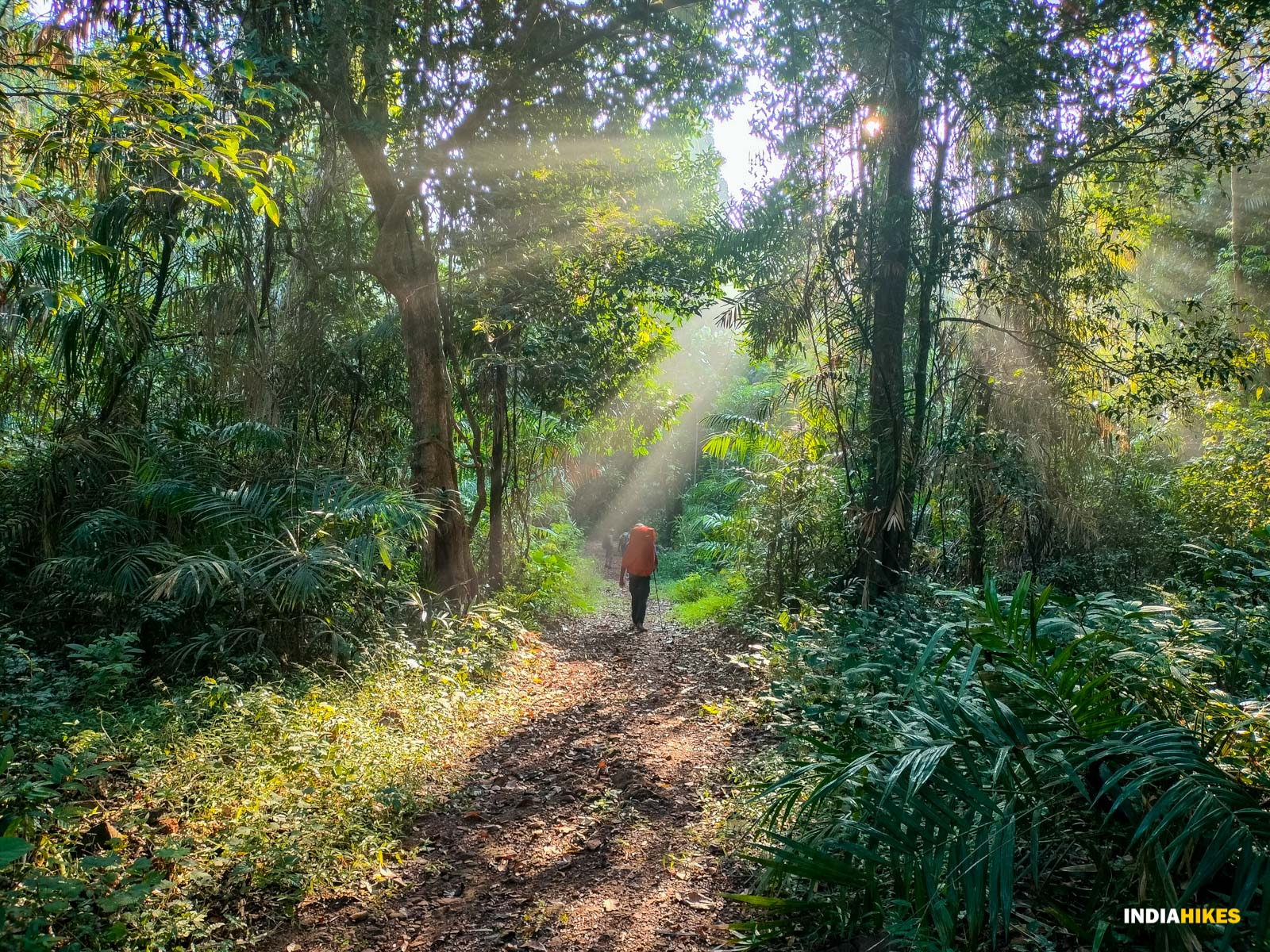 Goa Netravali Forest Trek 2025 | Booking dates & Fees - Indiahikes