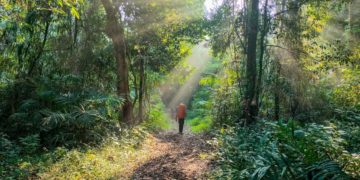 Goa Netravali Forest Trek 2025 | Booking dates & Fees - Indiahikes