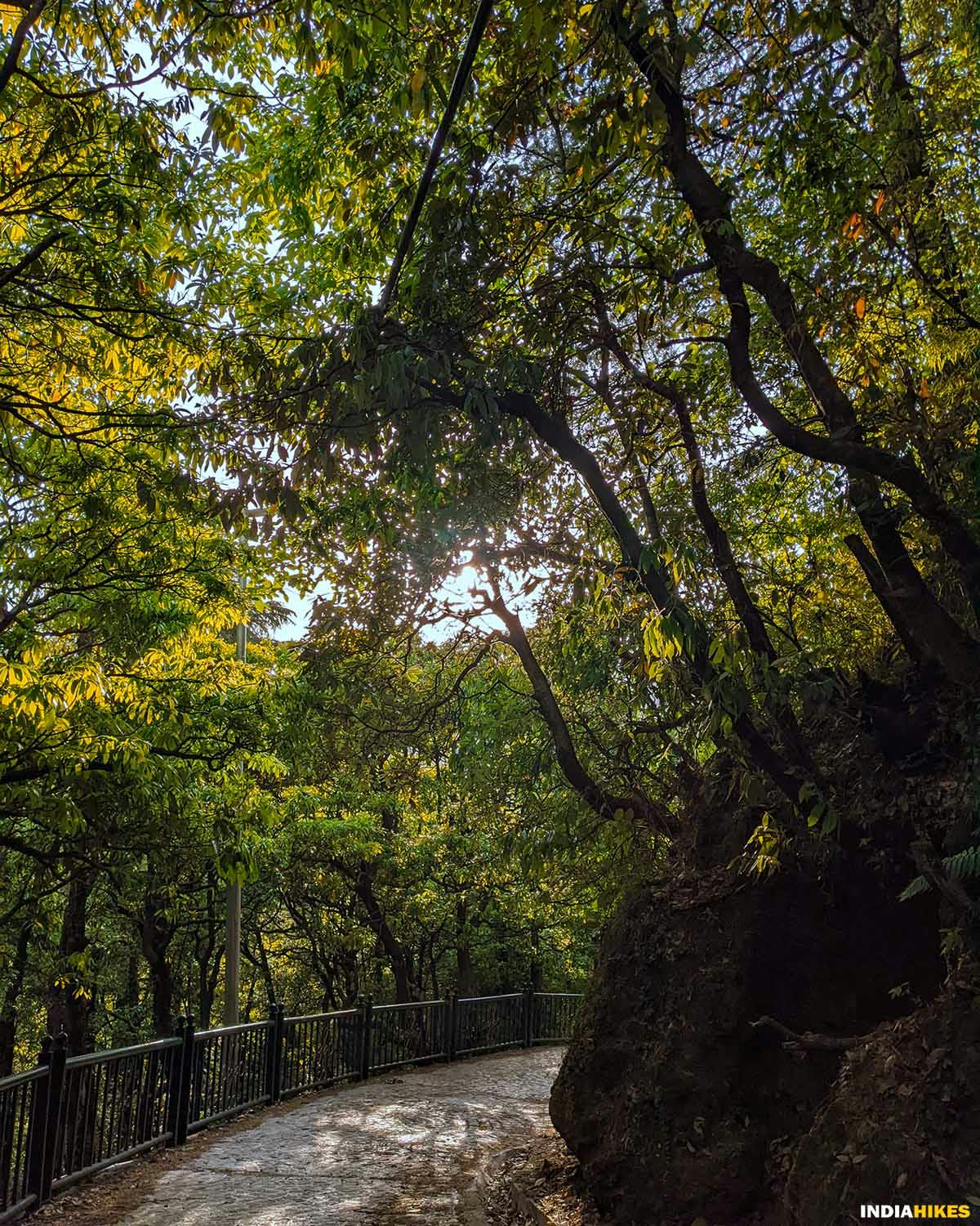 George Everest Peak Trek- Forest of Mussoorie- Treks in uttarakhand - Indiahikes