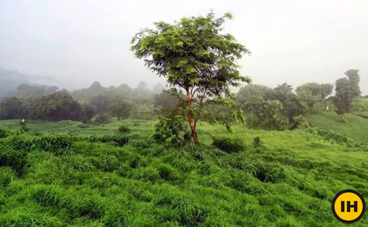 Green Meadow ridge comes alive in monsoon season