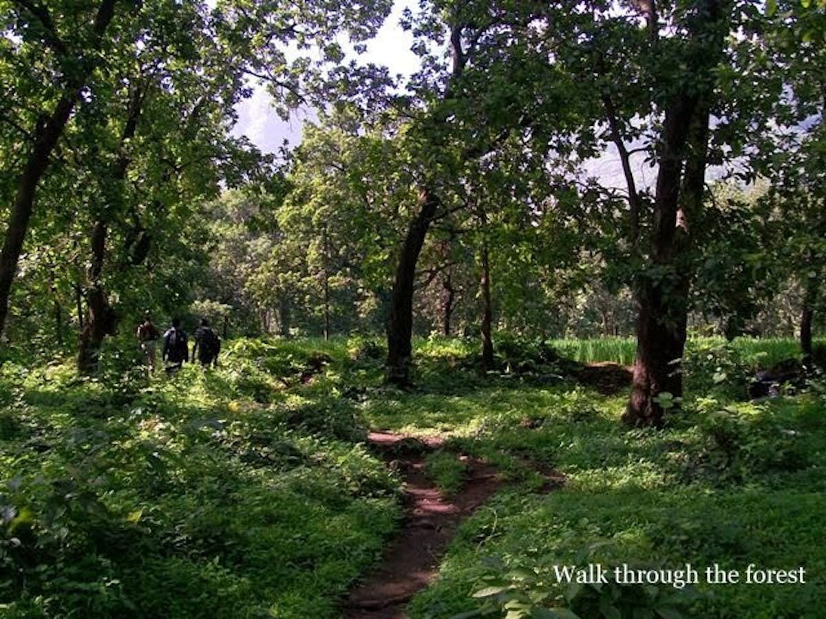 Ahupe ghat-forest-indiahikes-Indiahikes archive
