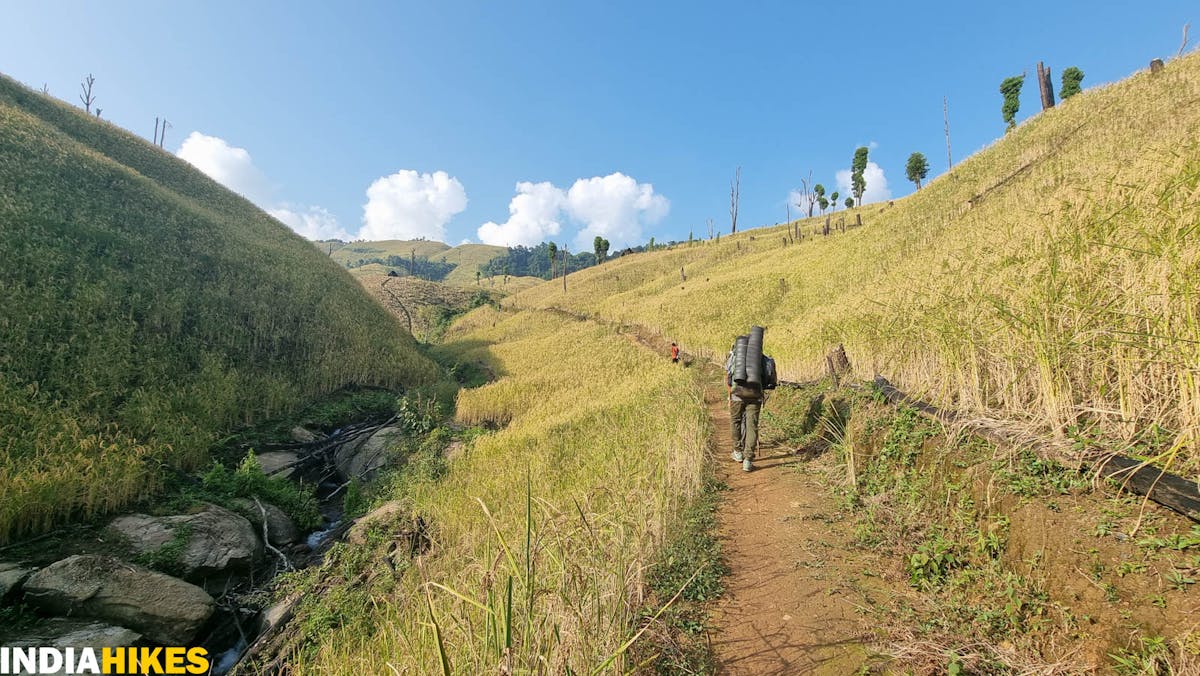 Rice fields of Tharon,Tamenglong Forest Trek, Indiahikes, treks in Manipur, forest treks
