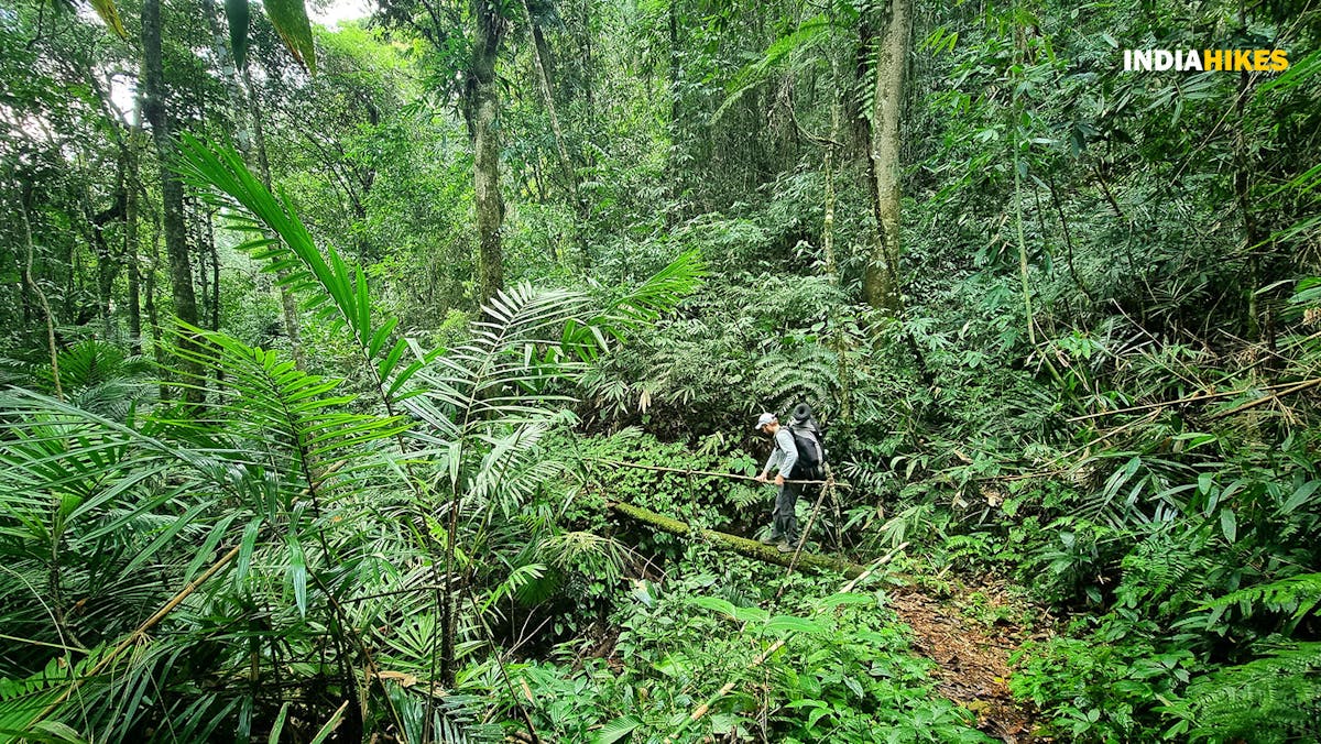 Tamenglong Forest Trek-Thick foliage-Dhaval Jajal