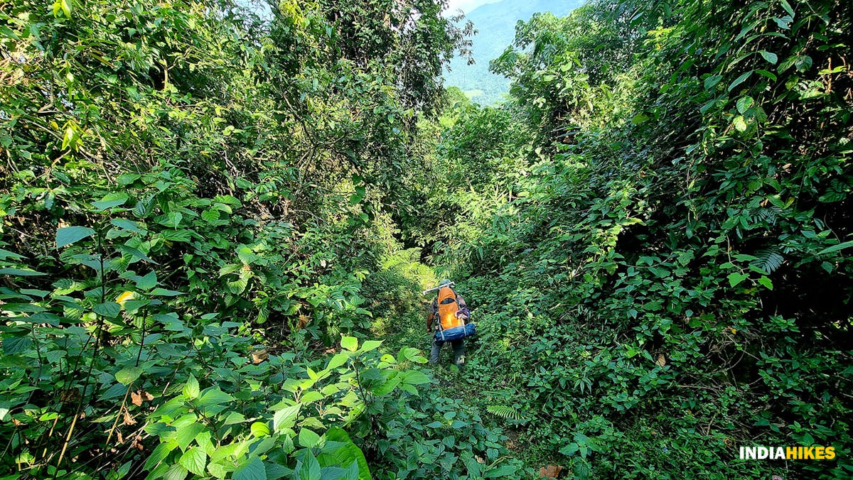 Tamenglong Forest Trek-Dense forest-Dhaval Jajal