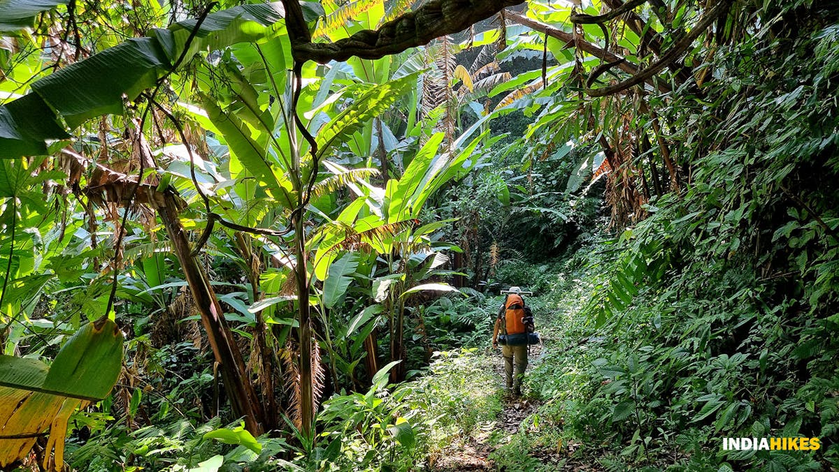 Wild Banana plantations, Tamenglong Forest Trek, Indiahikes, treks in Manipur, forest treks