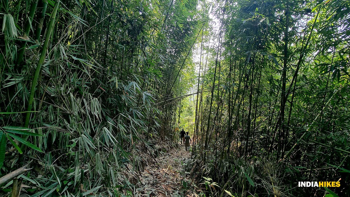Bamboo forest, Tamenglong Forest Trek, Indiahikes, treks in Manipur, forest treks
