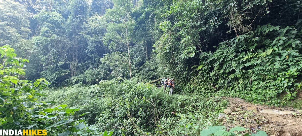 Forest trail, Tamenglong Forest Trek, Indiahikes, treks in Manipur, forest treks