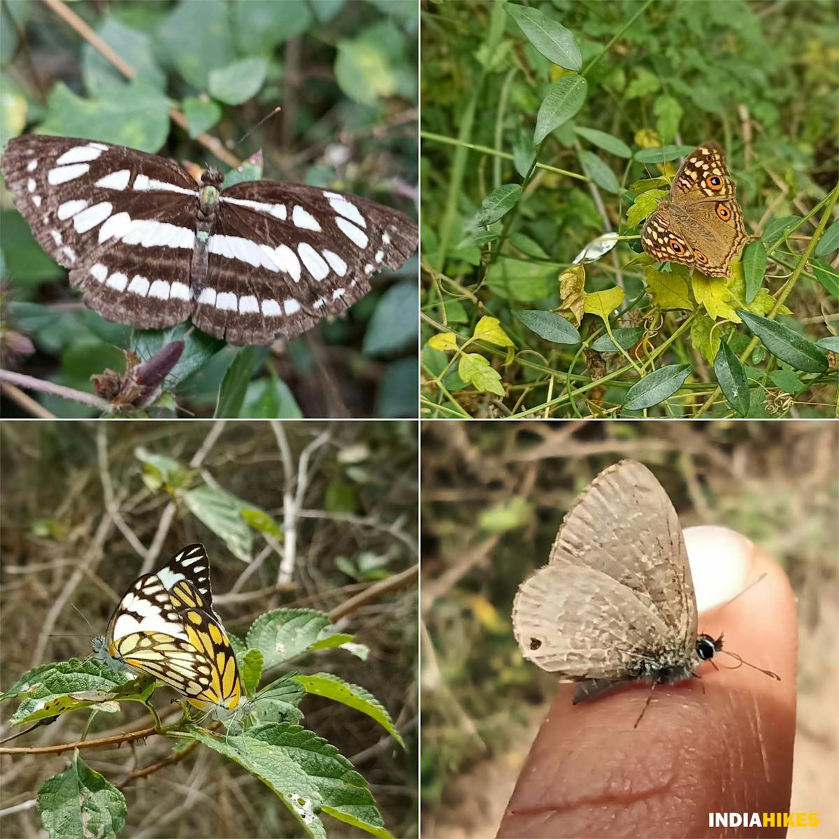 Butterflies - Musattu Hill - Indiahikes - Ajay Vignesh